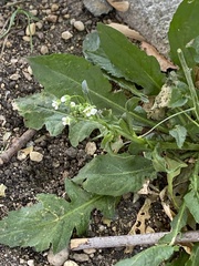 Capsella bursa-pastoris