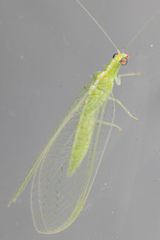 Chrysopidae