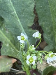 Capsella bursa-pastoris