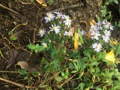 Symphyotrichum cordifolium