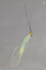 Chrysopidae