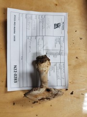 Cortinarius odoritraganus