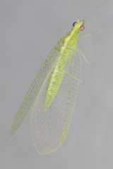Chrysopidae