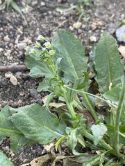 Capsella bursa-pastoris