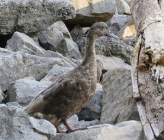 Anas platyrhynchos × Cairina moschata