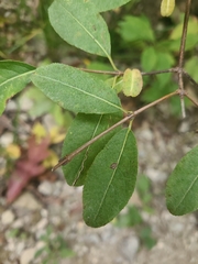 Viburnum prunifolium