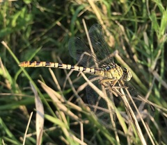 Onychogomphus flexuosus