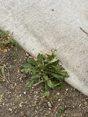 Capsella bursa-pastoris