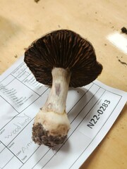 Cortinarius odoritraganus