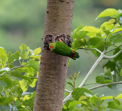 Loriculus philippensis regulus