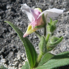 Nemesia lanceolata