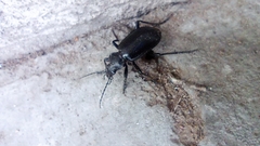 Calosoma peregrinator