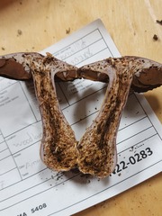 Cortinarius odoritraganus