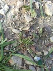 Eleusine tristachya