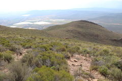 Dicerothamnus rhinocerotis