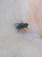 Calyptratae