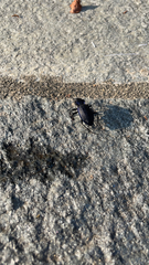 Carabus problematicus