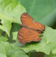 Junonia hedonia