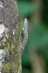 Draco spilopterus
