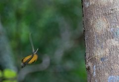 Draco spilopterus