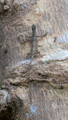 Draco spilopterus