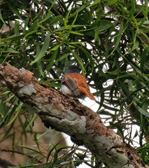 Rhipidura albiventris