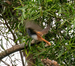 Rhipidura albiventris