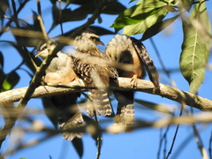 Campylorhynchus zonatus