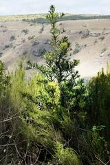 Podocarpus latifolius