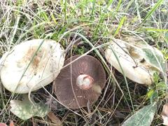 Lactarius sanguifluus