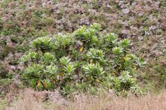Protea roupelliae roupelliae