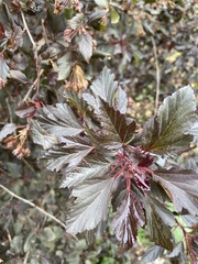 Physocarpus opulifolius