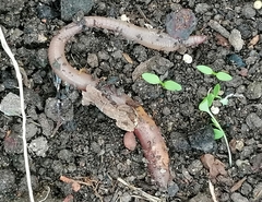 Lumbricus