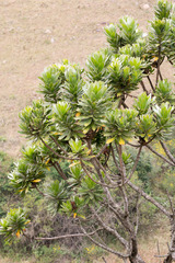 Protea roupelliae roupelliae