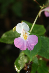 Impatiens balfourii