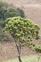 Protea roupelliae roupelliae