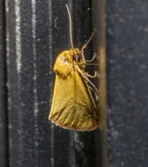 Eulithosia composita