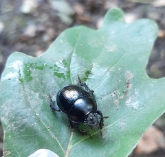 Anoplotrupes stercorosus