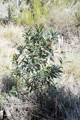 Protorhus longifolia