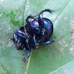 Anoplotrupes stercorosus