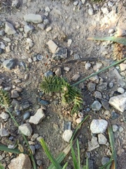 Eleusine tristachya