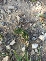 Eleusine tristachya
