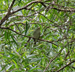 Phylloscopus