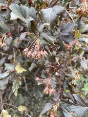 Physocarpus opulifolius