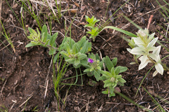 Pseudopegolettia tenella