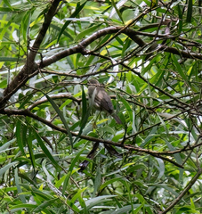 Phylloscopus