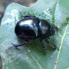 Anoplotrupes stercorosus