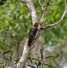 Yungipicus maculatus