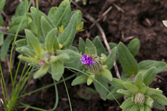 Pseudopegolettia tenella