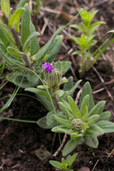 Pseudopegolettia tenella